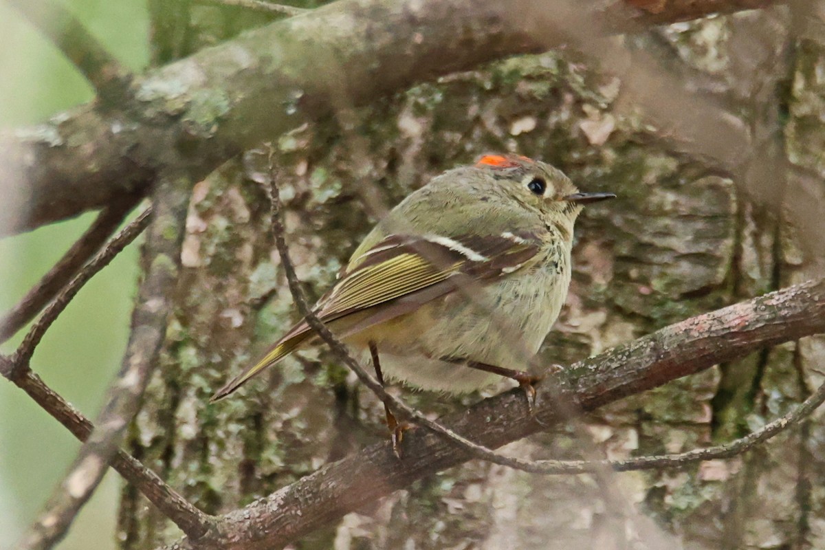 Ruby-crowned Kinglet - ML618386249