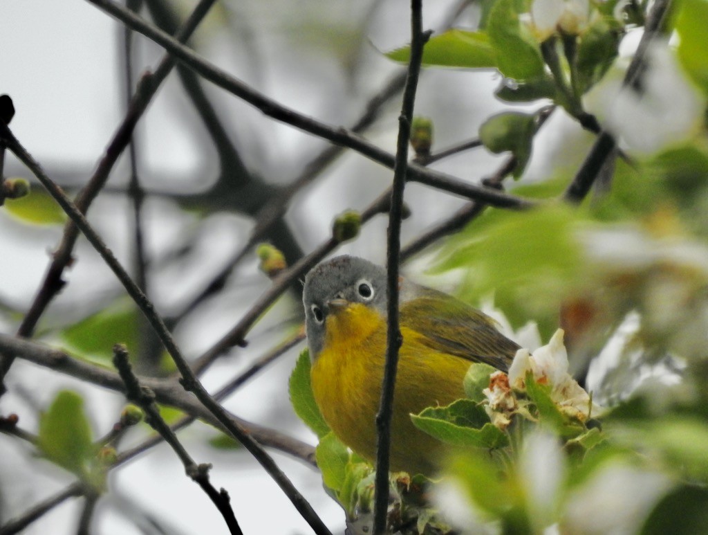 Nashville Warbler - Mary  McMahon