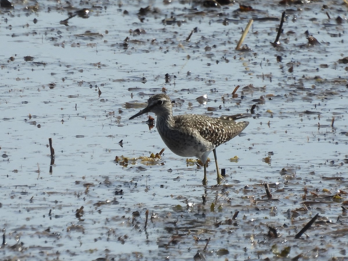 Wood Sandpiper - ML618386261