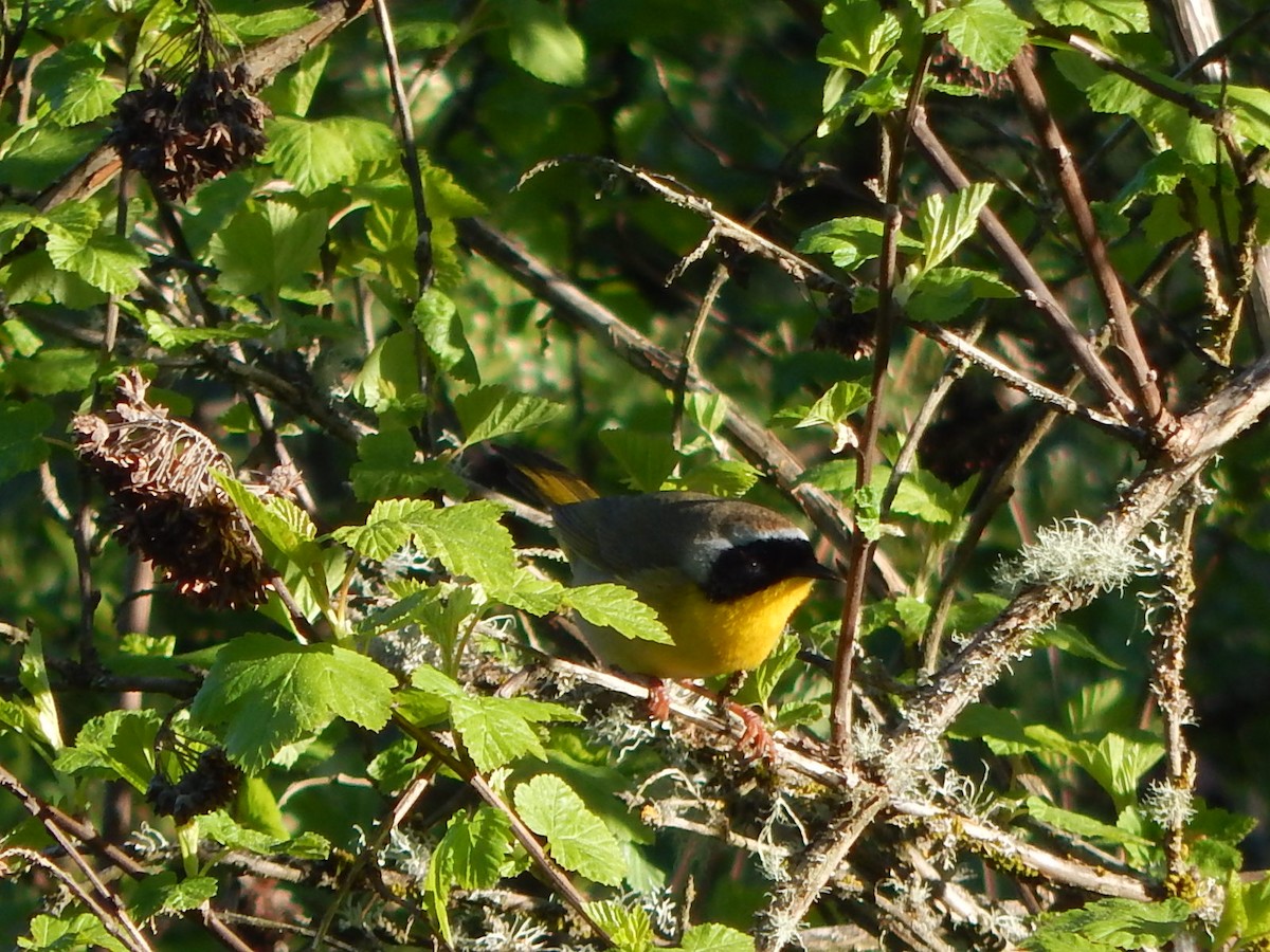 Paruline masquée - ML618386283