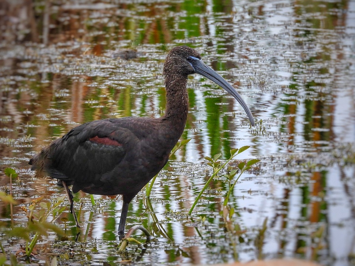 Glossy Ibis - Gina Turone 🐩