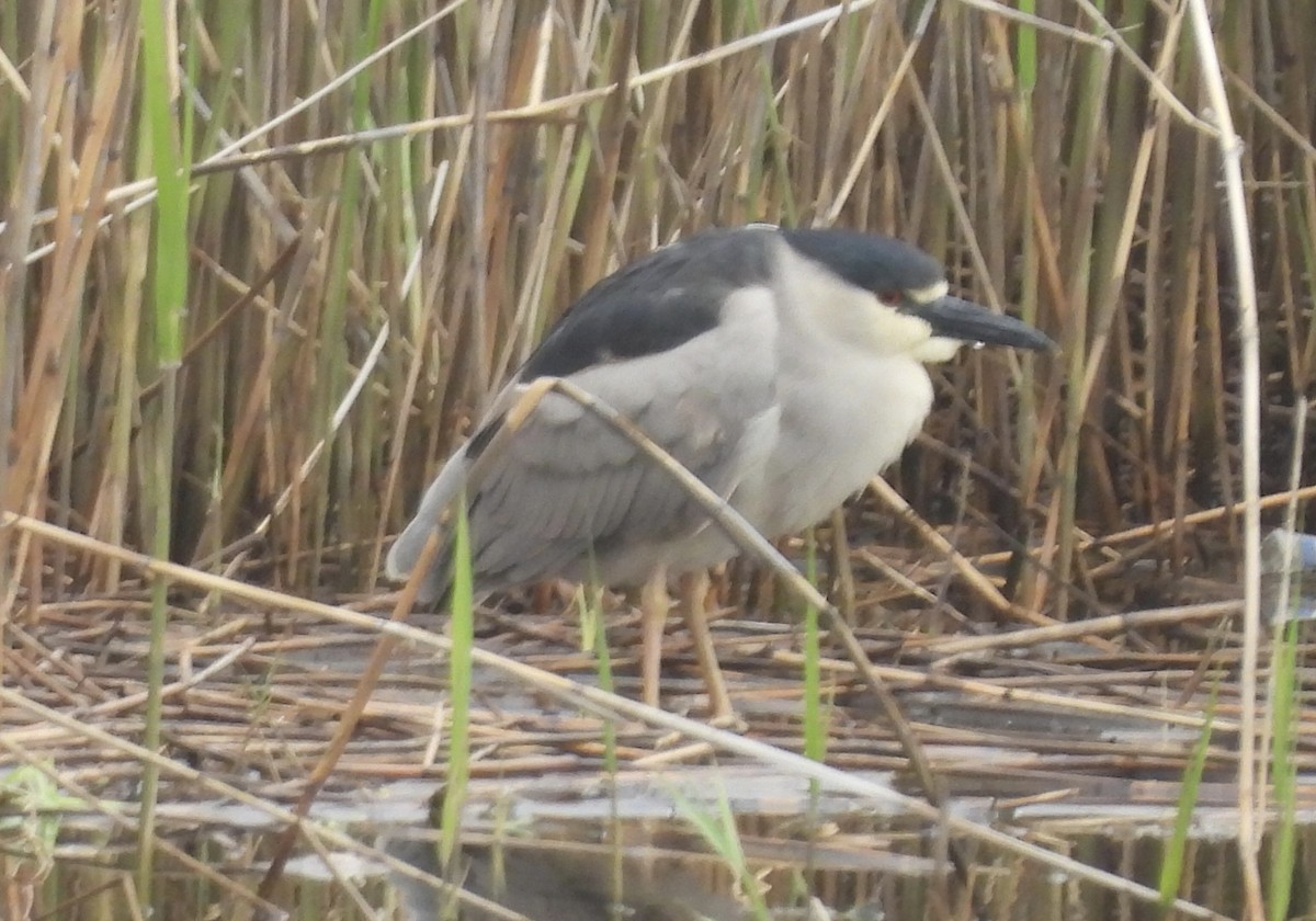 Black-crowned Night Heron - ML618386367