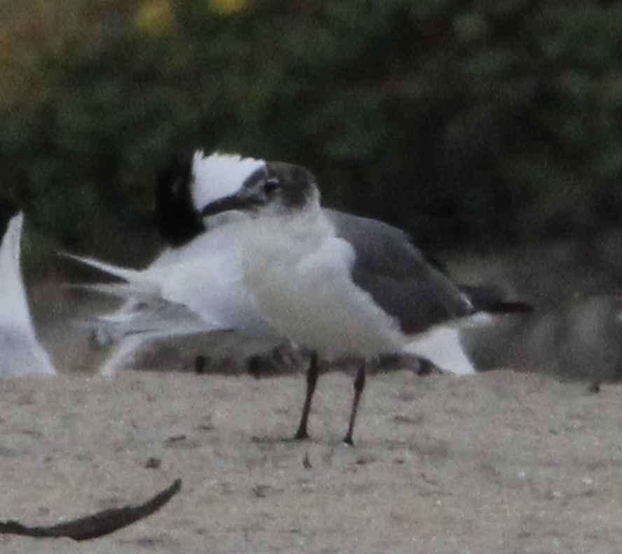 Laughing Gull - ML618386421