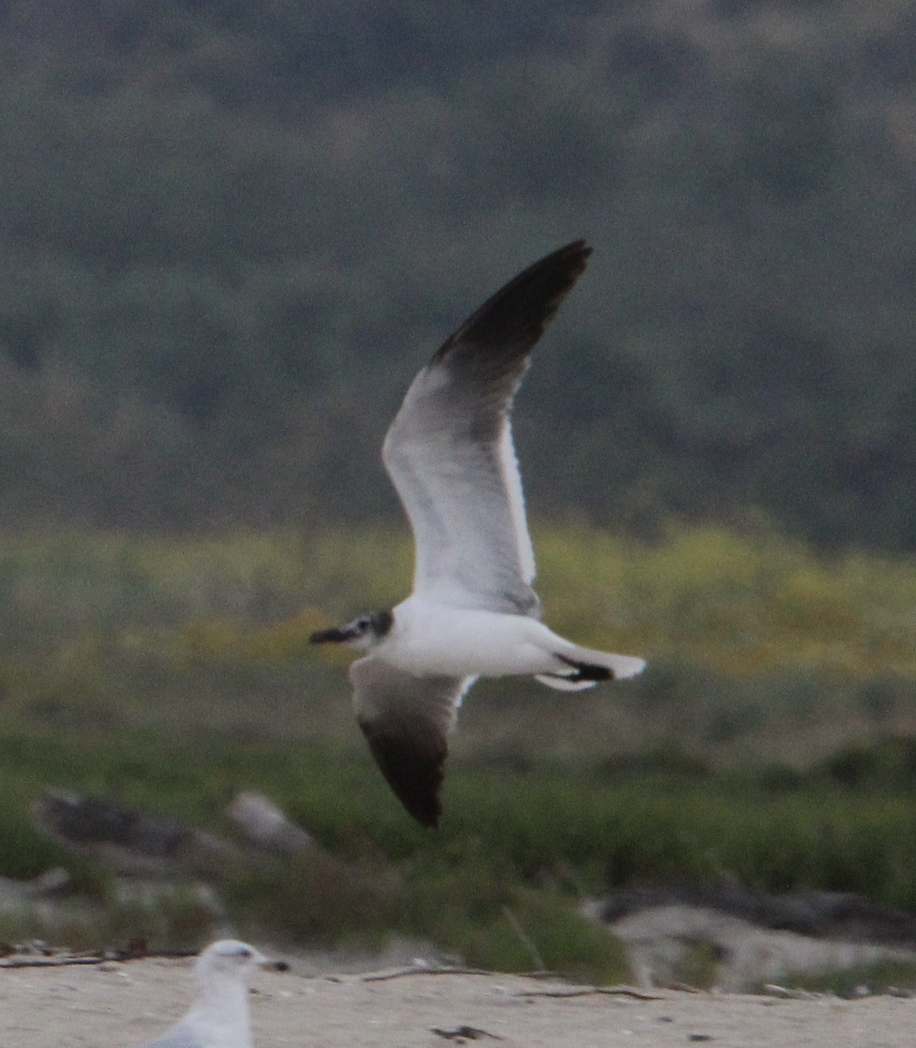 Laughing Gull - ML618386423