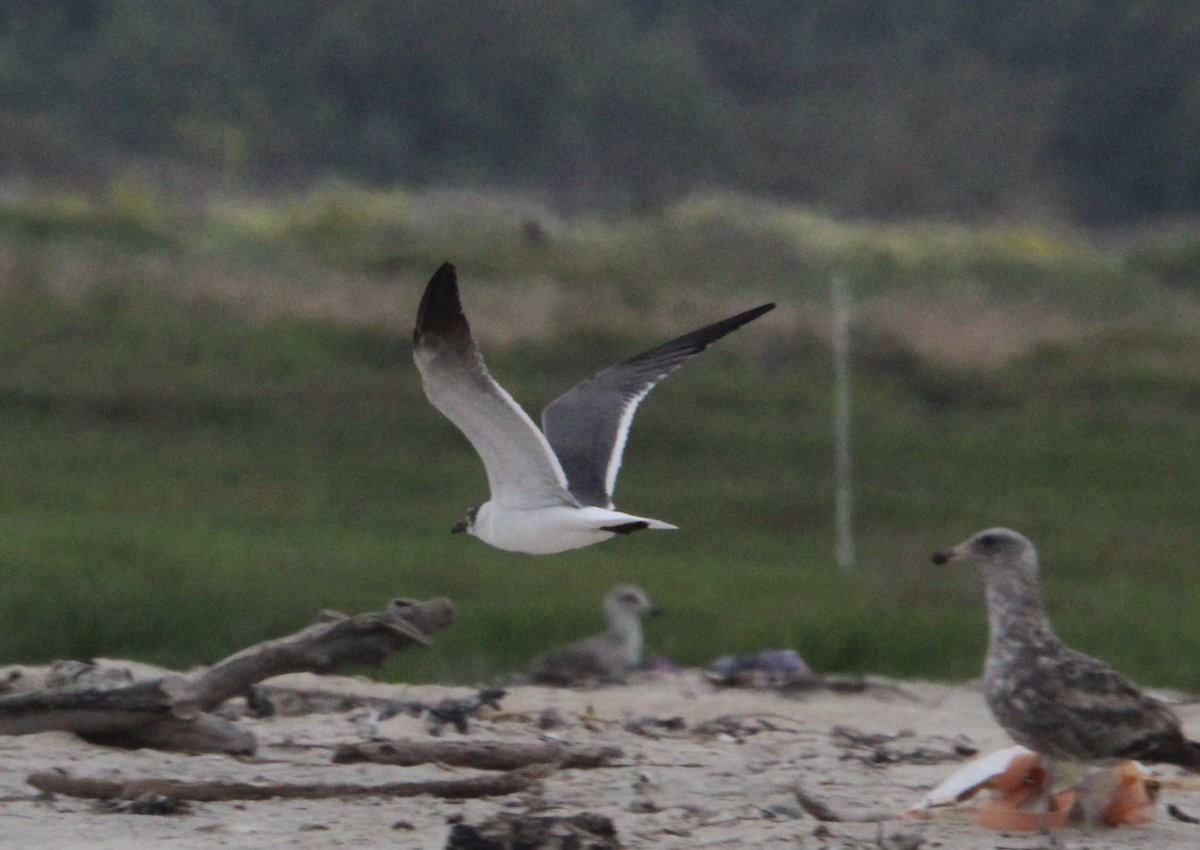 Gaviota Guanaguanare - ML618386424