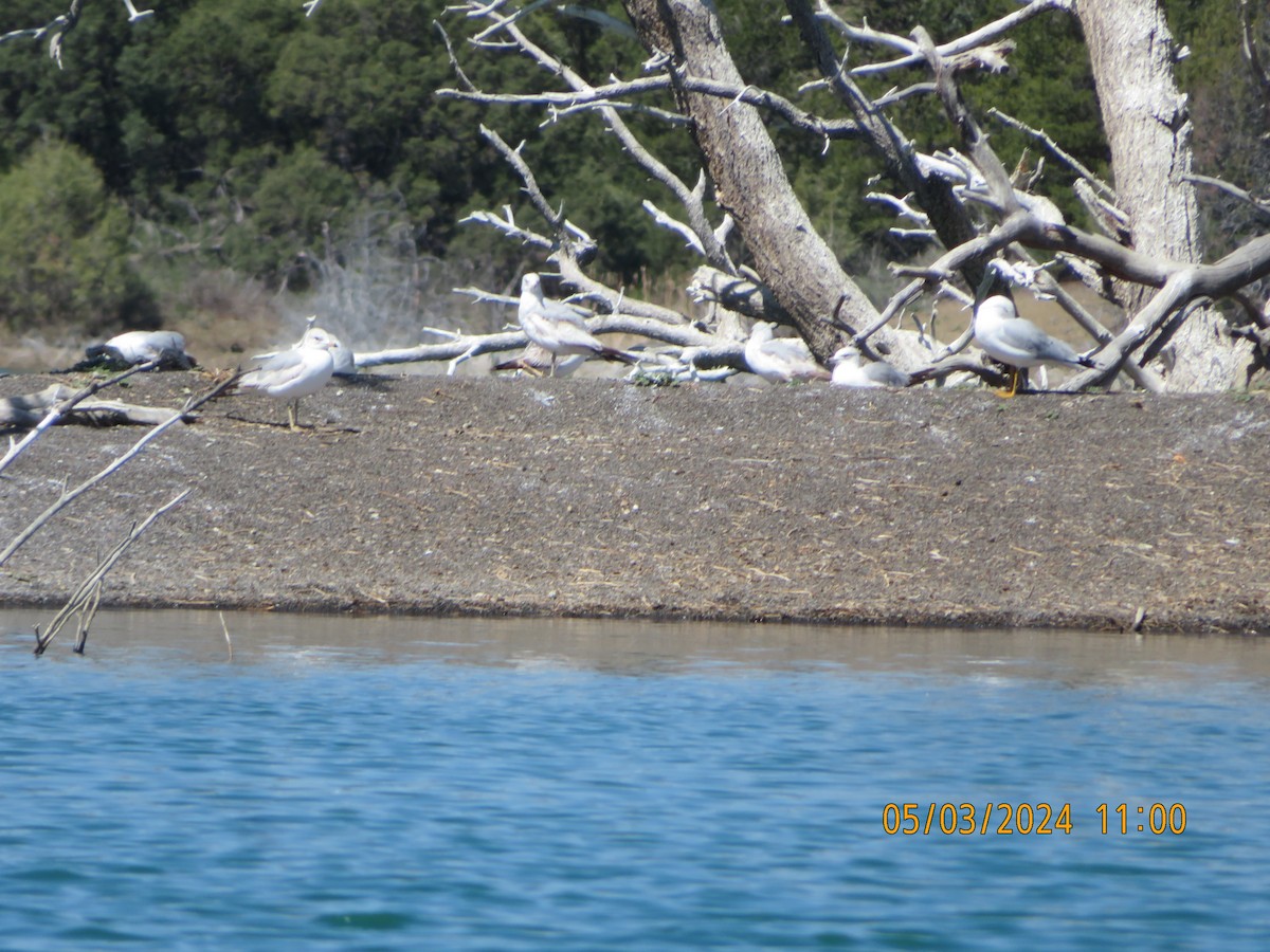 Ring-billed Gull - Anonymous