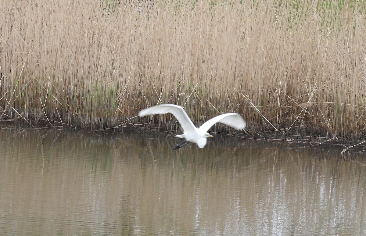 Great Egret - ML618386437