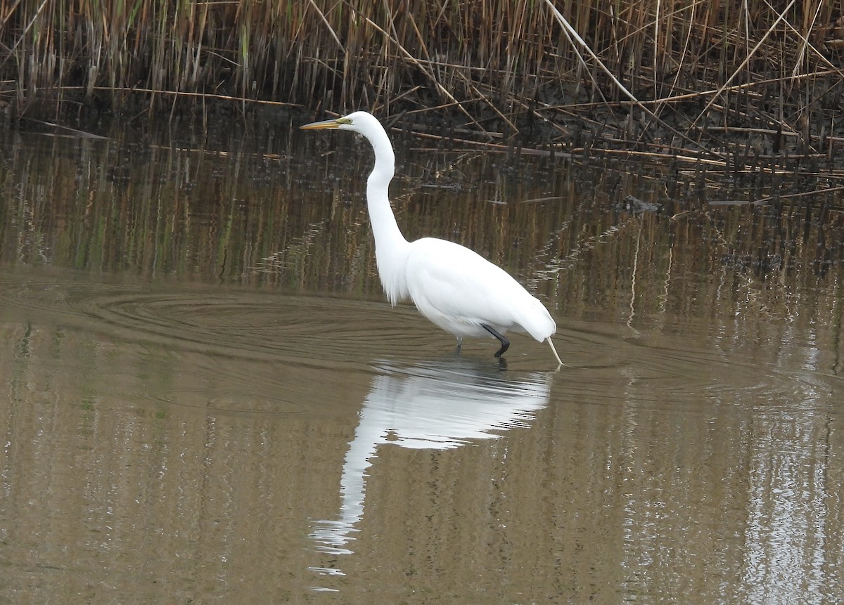 Great Egret - ML618386438