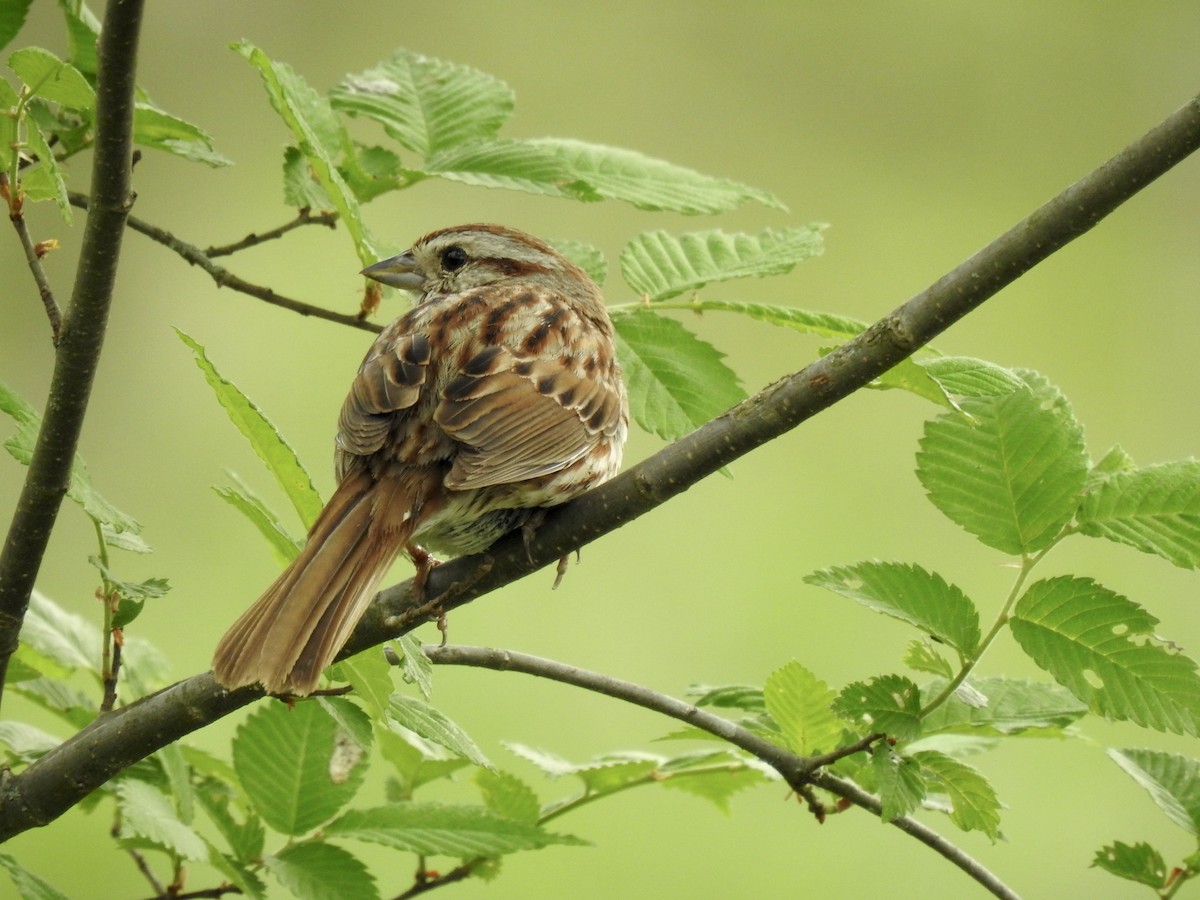 Song Sparrow - ML618386449