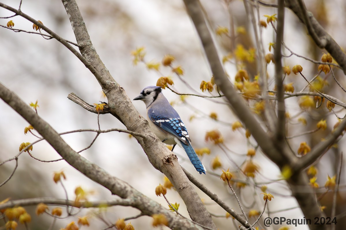 Blue Jay - ML618386469