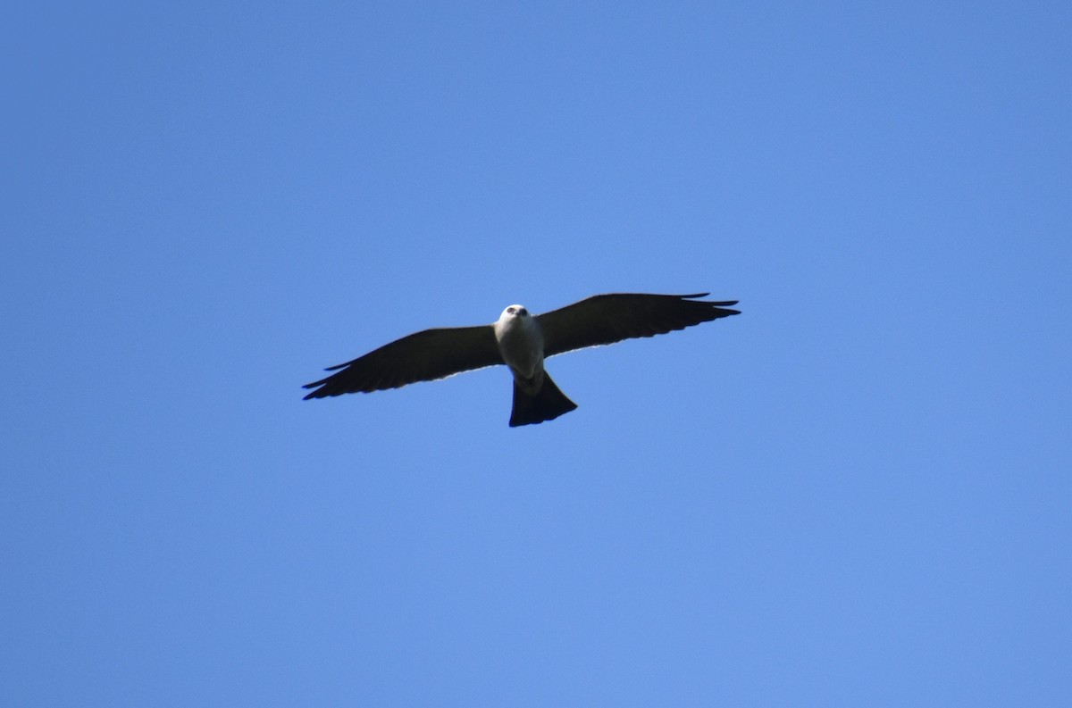 Mississippi Kite - ML618386480