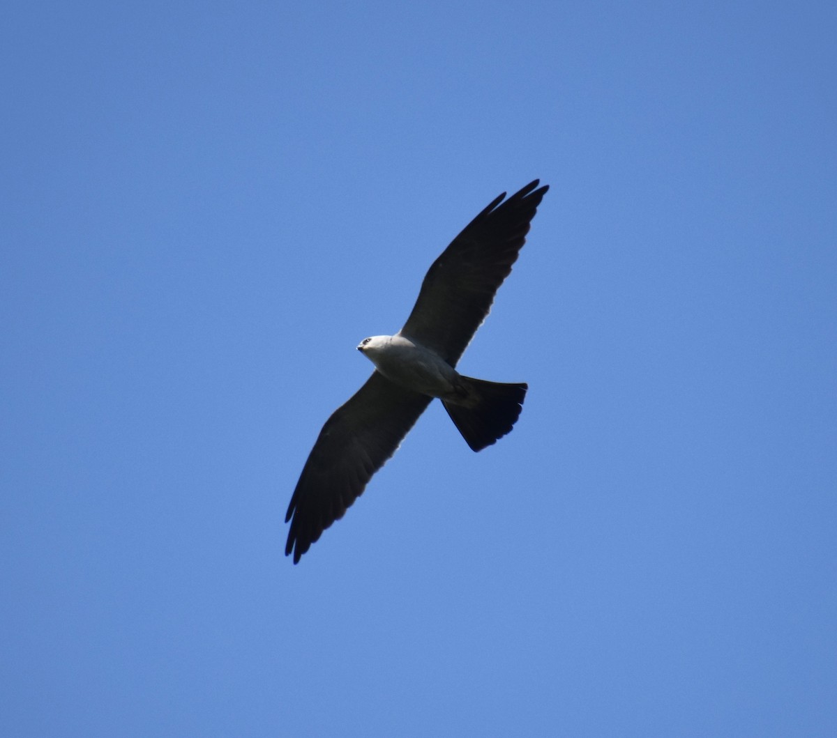 Mississippi Kite - ML618386481