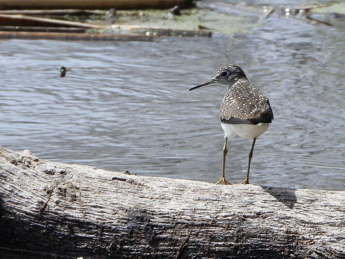 Solitary Sandpiper - Amy Kolan