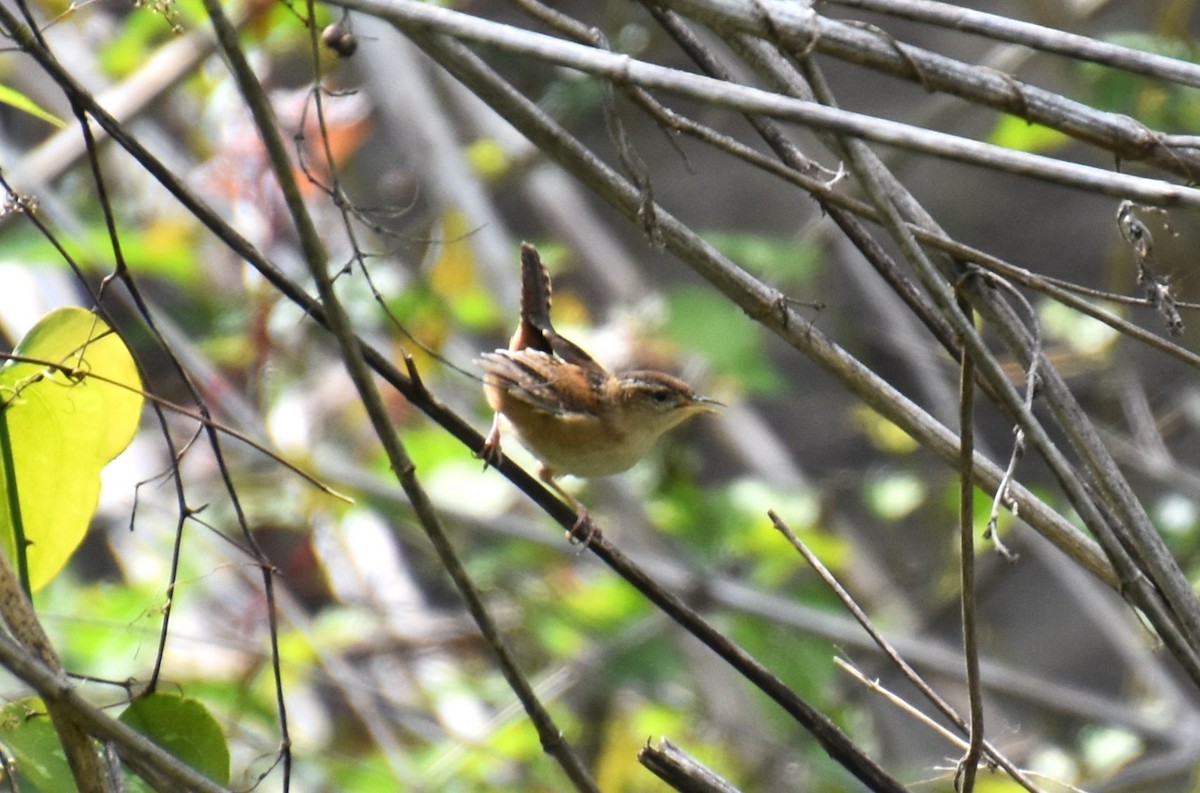 Marsh Wren - ML618386520