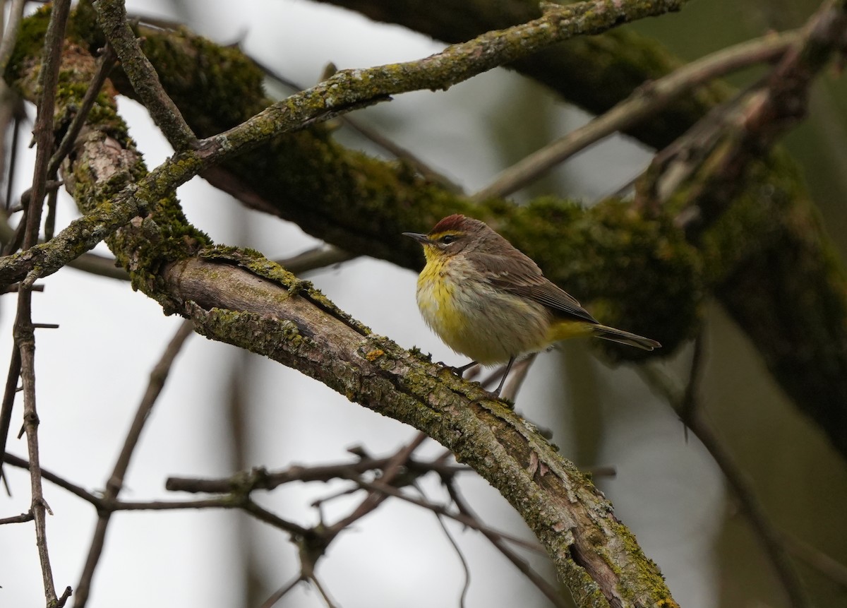 Palm Warbler - ML618386549