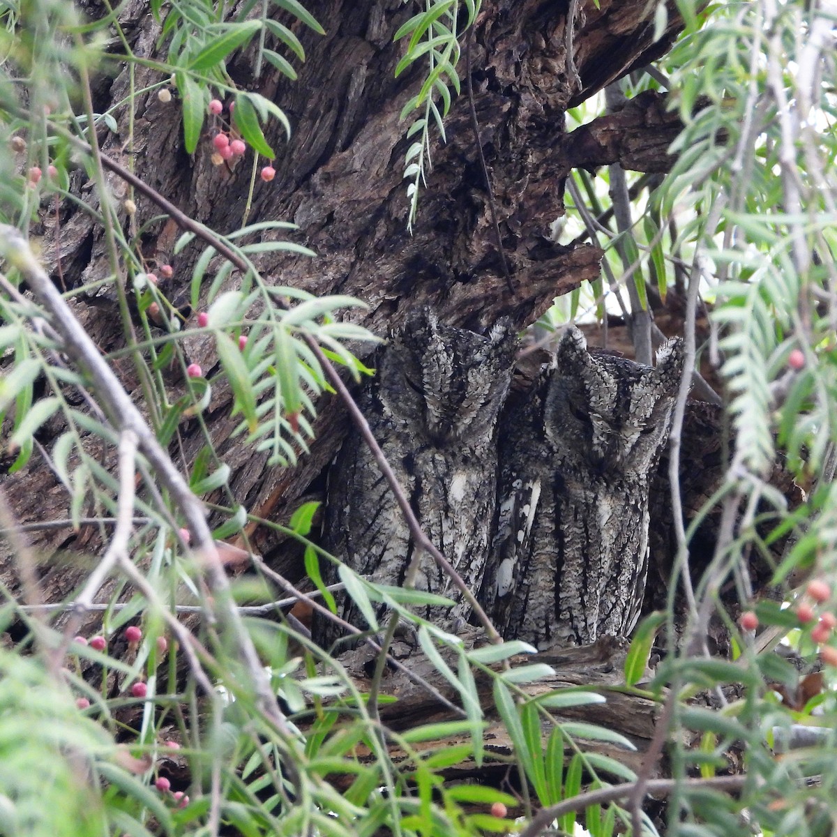 Cyprus Scops-Owl - ML618386553