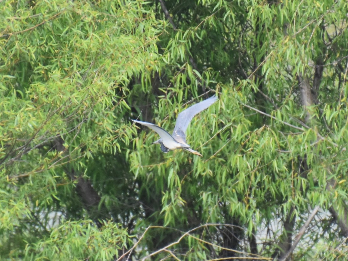 Tricolored Heron - ML618386572