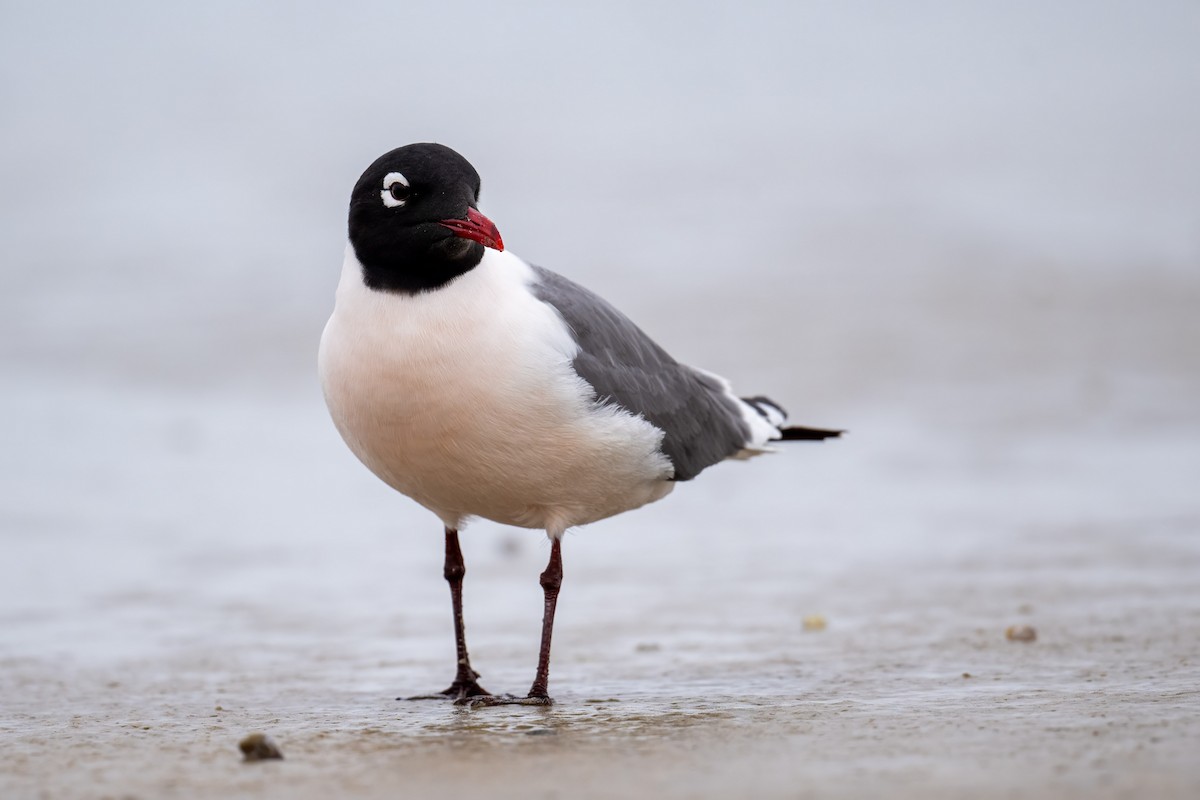 Franklin's Gull - Andrew Newmark