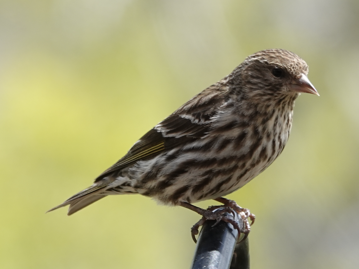 Pine Siskin - art reisman