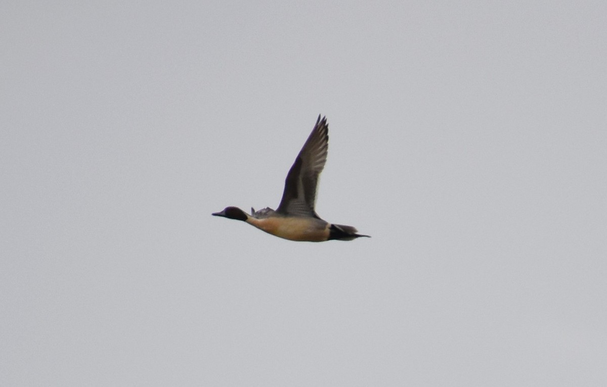 Northern Pintail - ML618386608