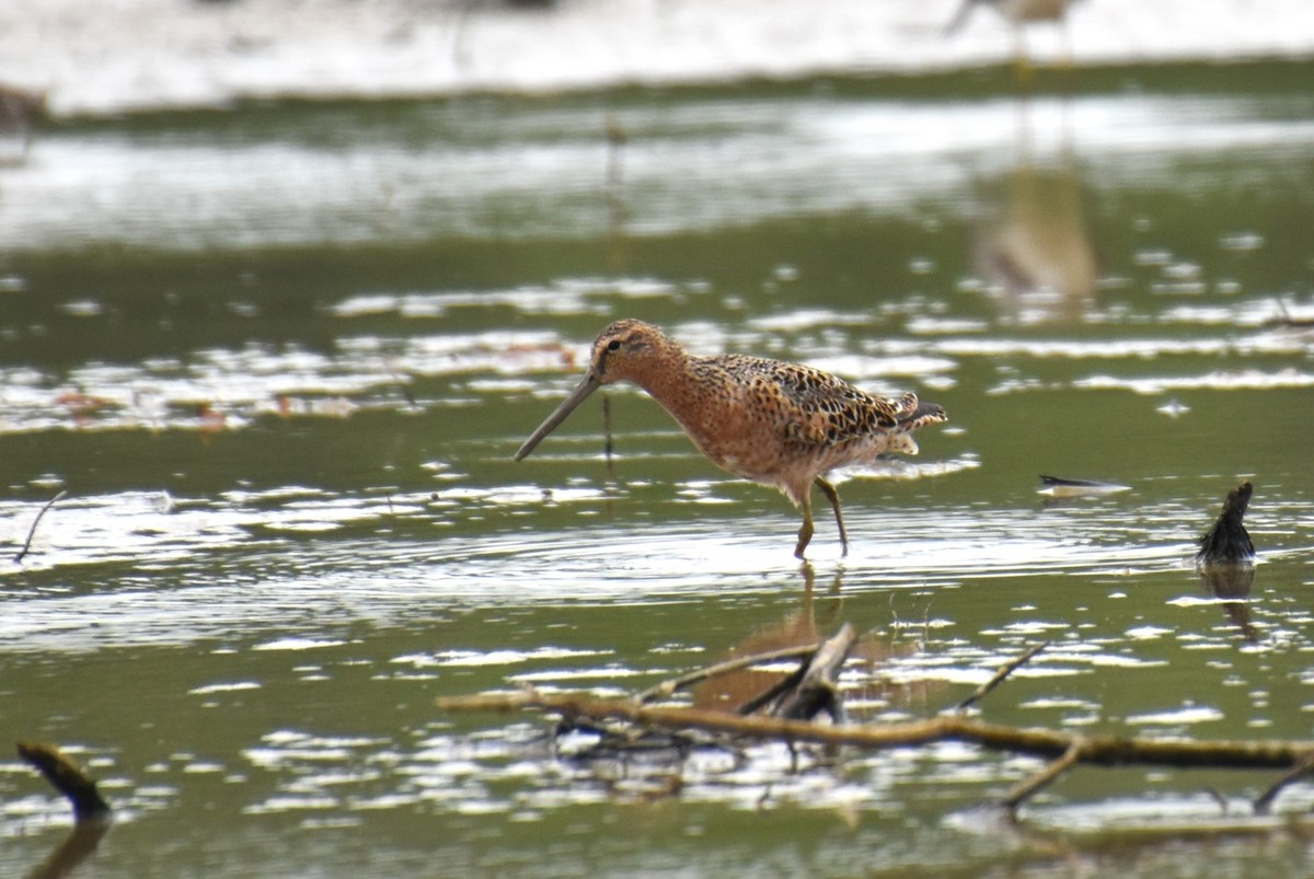 Short-billed Dowitcher - ML618386622