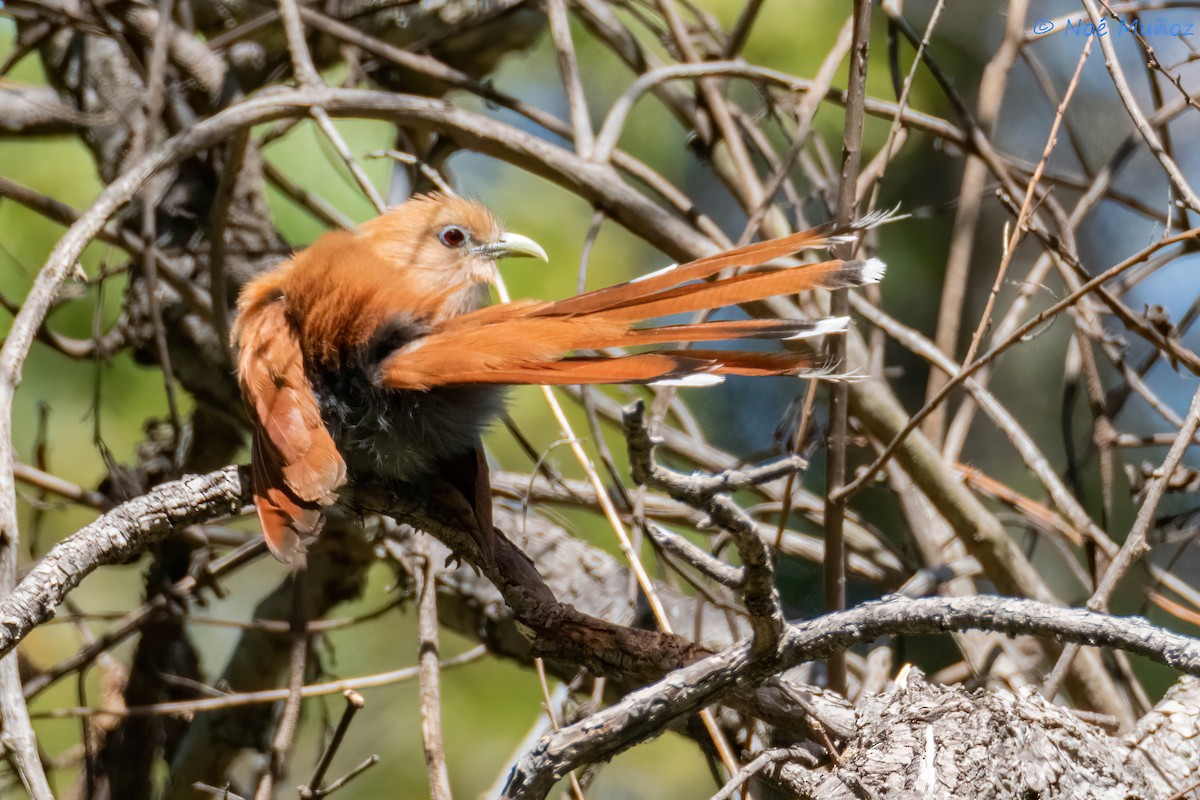 Squirrel Cuckoo - ML618386625