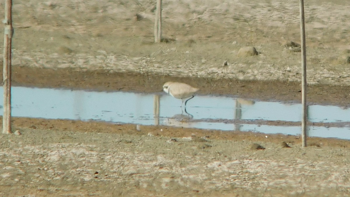 Snowy Plover - ML618386630