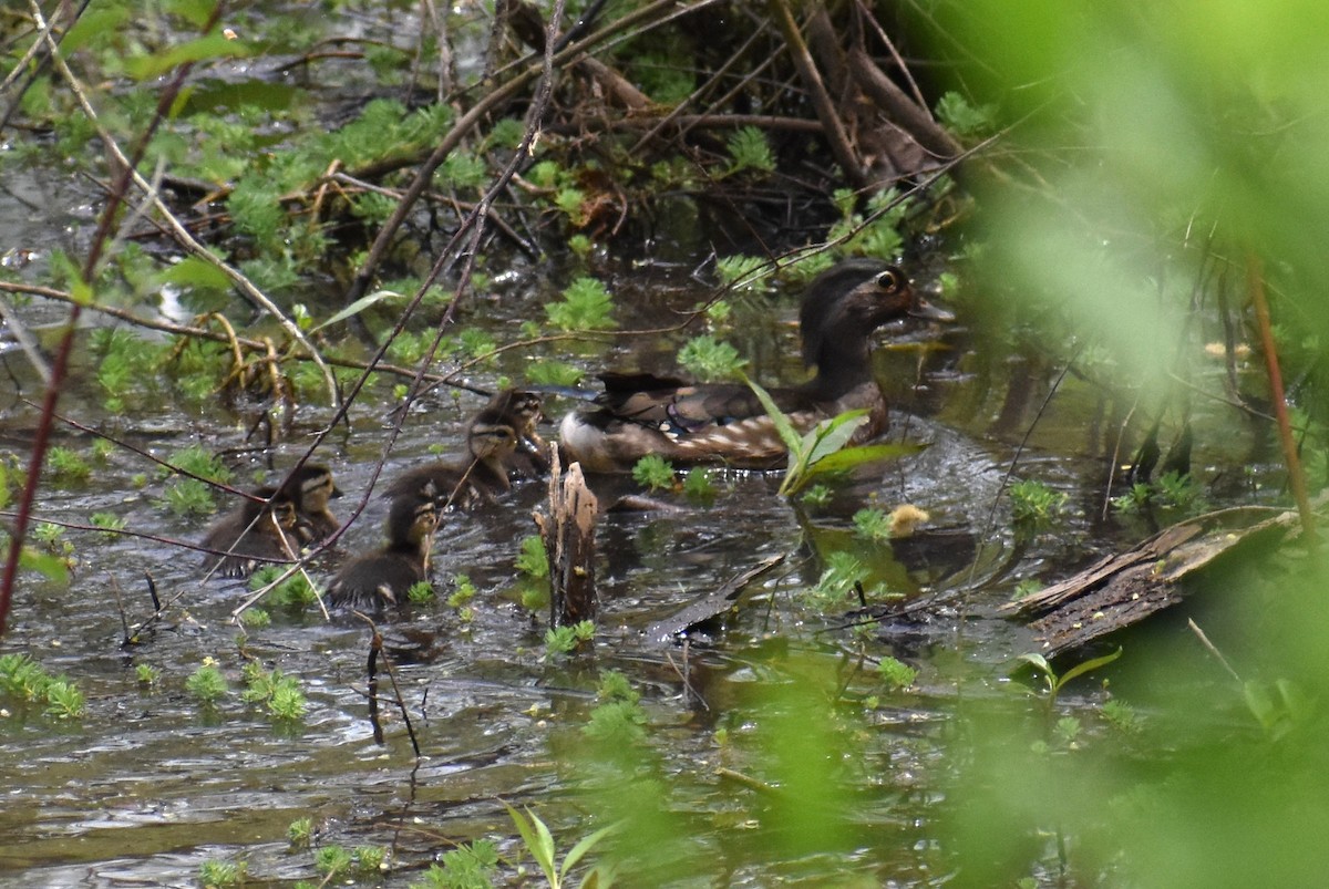 Wood Duck - ML618386636