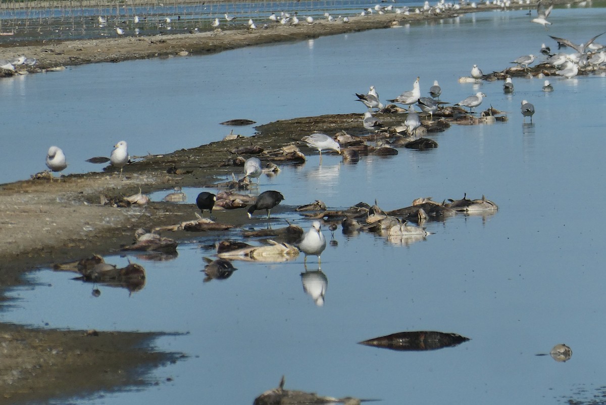 Ring-billed Gull - ML618386638