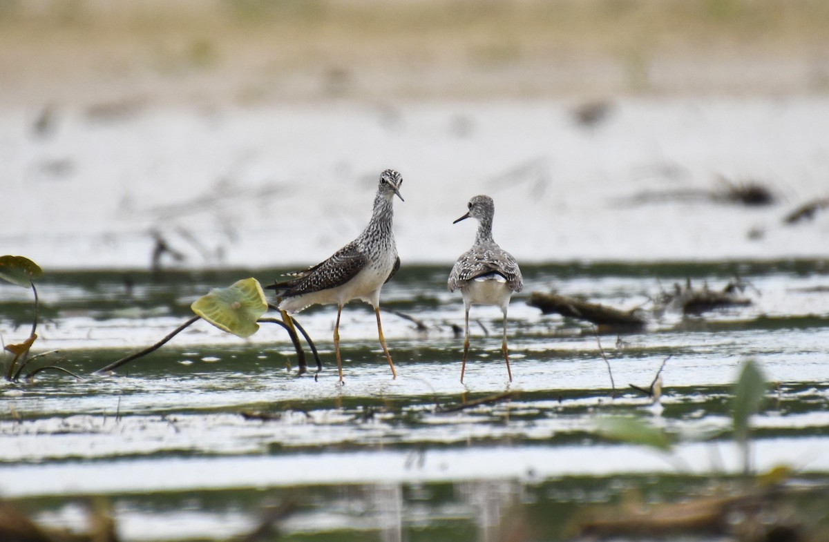 Lesser Yellowlegs - ML618386648