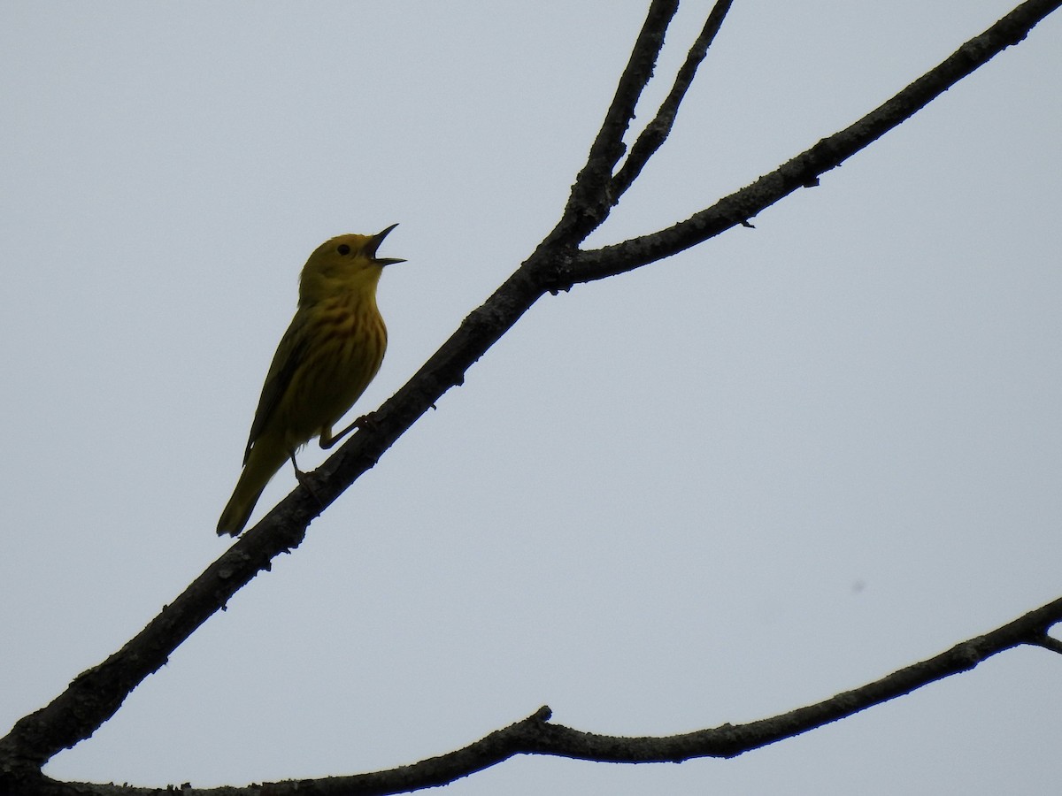 Yellow Warbler - ML618386650