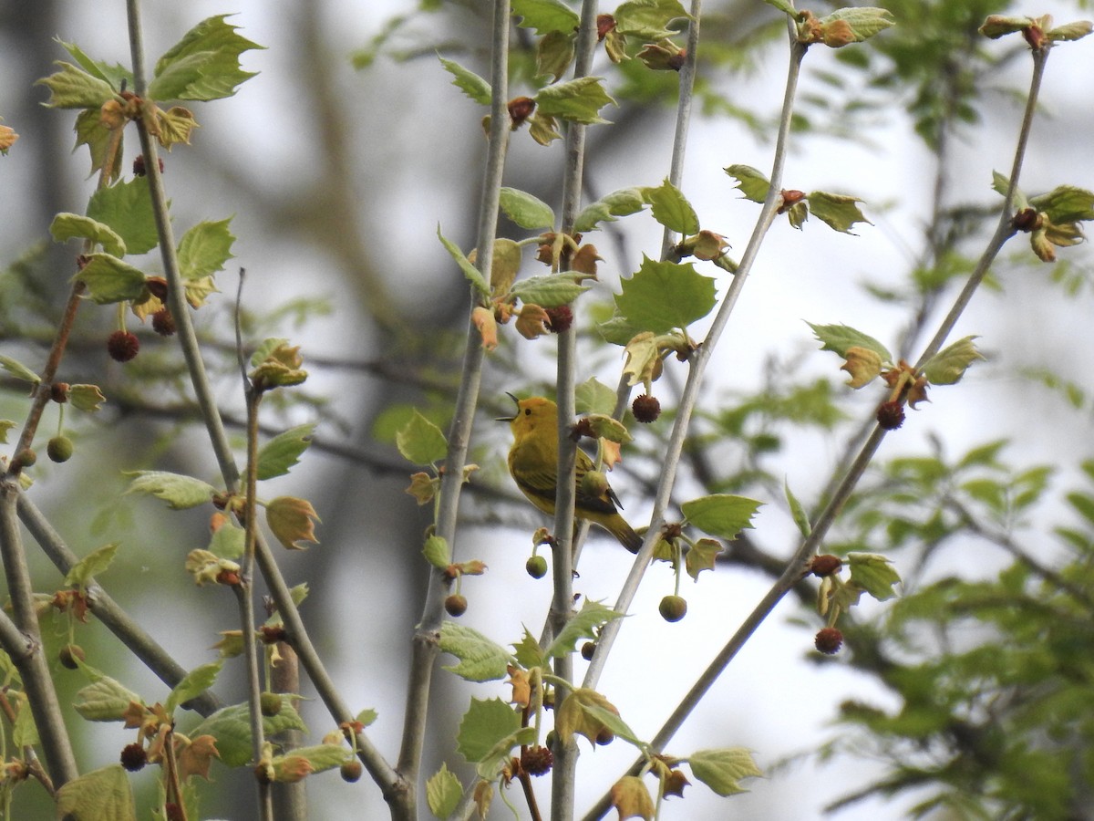 Yellow Warbler - ML618386653