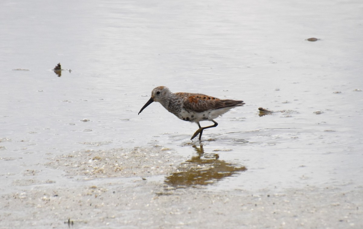 Dunlin - ML618386670