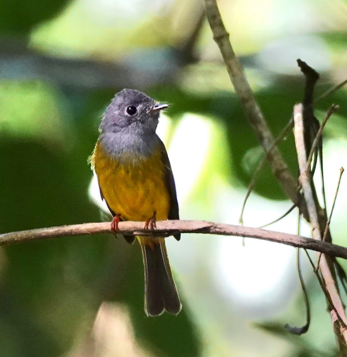 Gray-headed Canary-Flycatcher - Susan Hartley