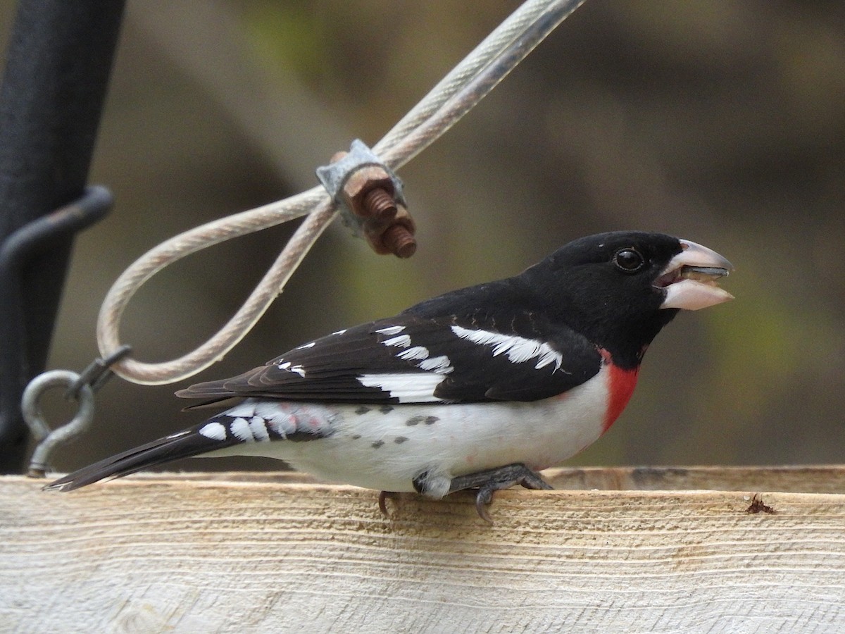 Rose-breasted Grosbeak - Doug Wipf