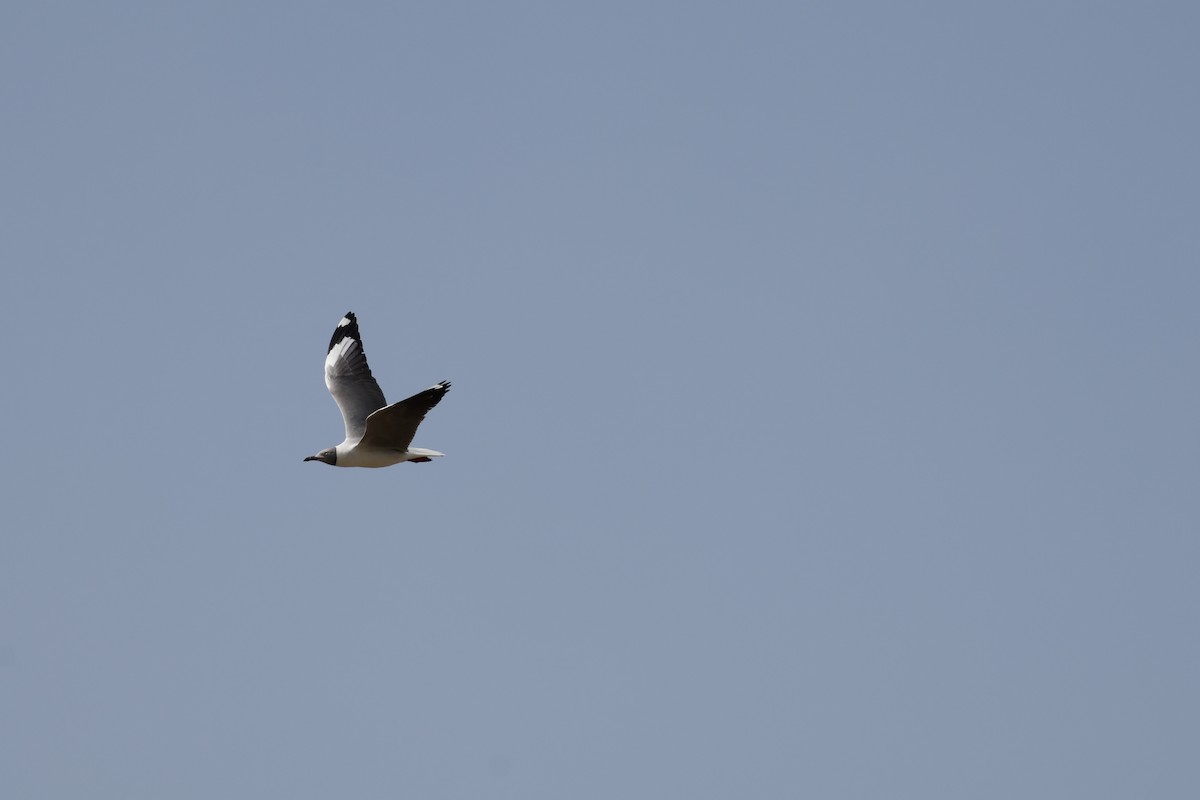 Gray-hooded Gull - ML618386706