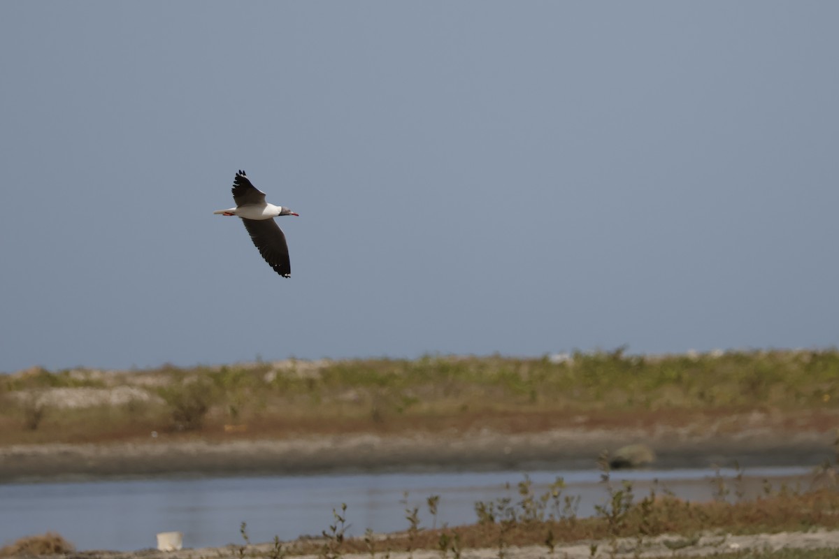 Gray-hooded Gull - ML618386710