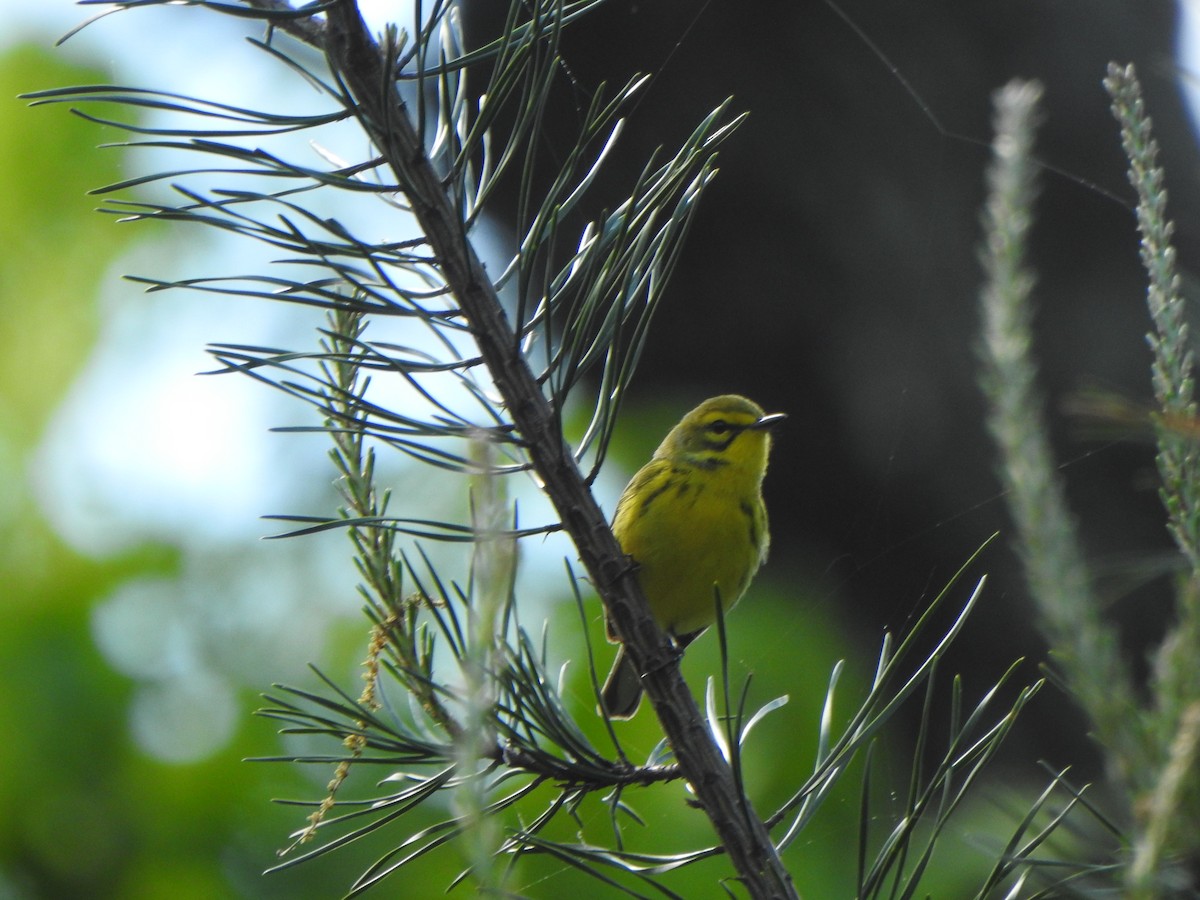 Prairie Warbler - ML618386718