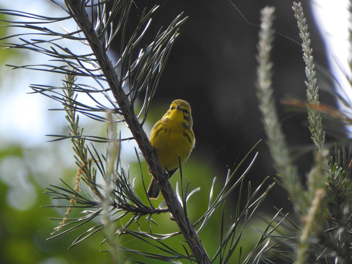 Prairie Warbler - ML618386720