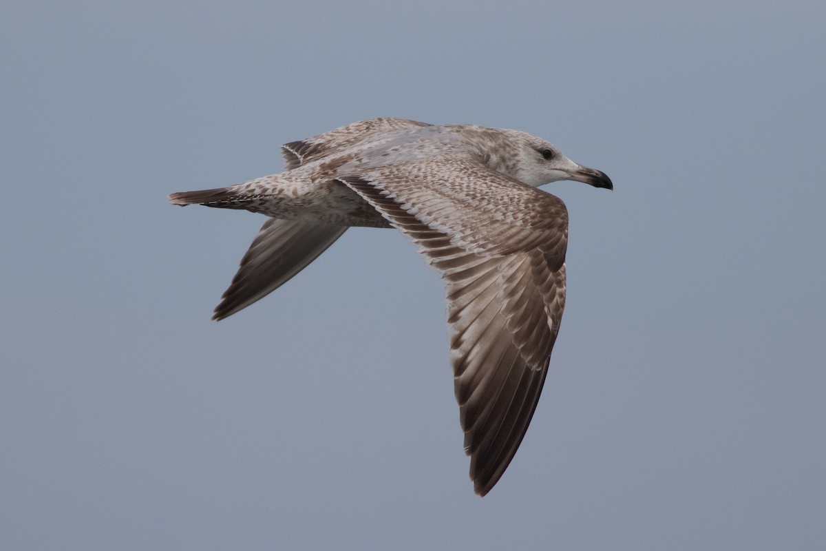 Herring Gull - ML618386723