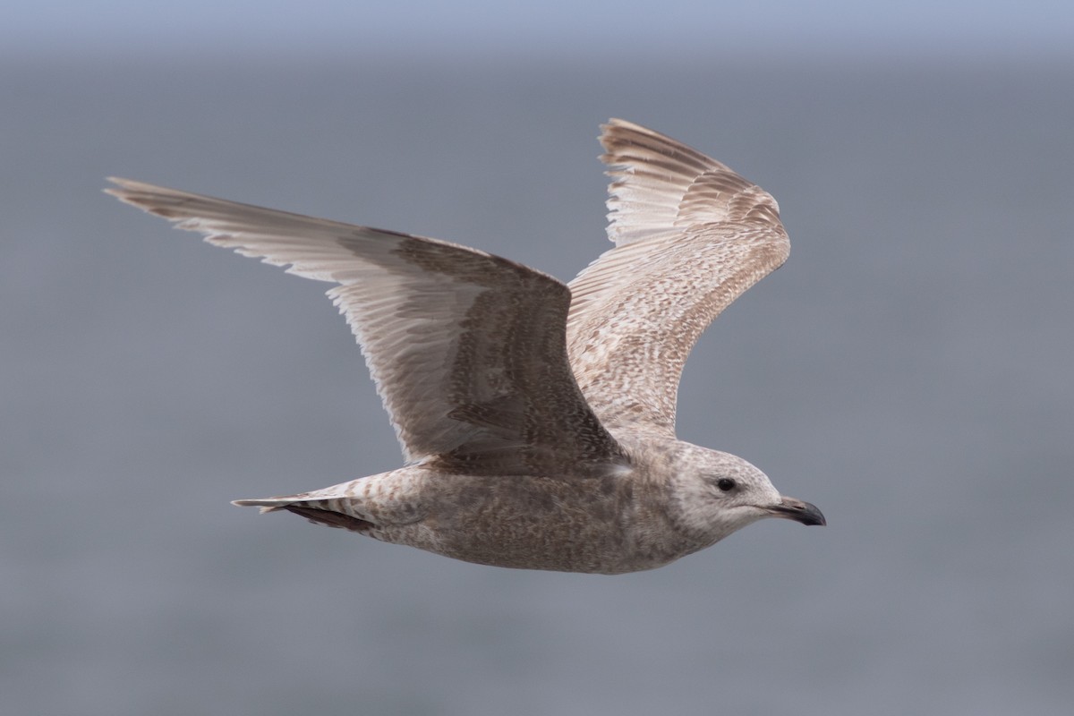 Iceland Gull (Thayer's) - ML618386728