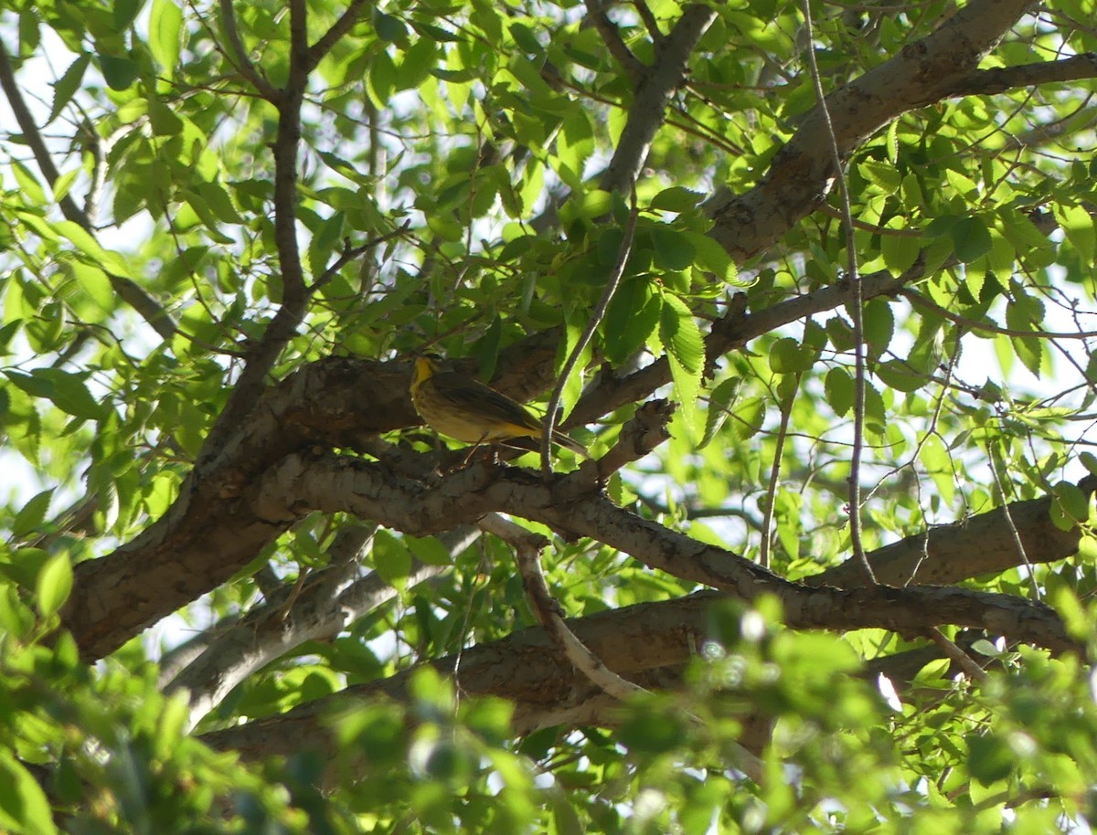 Palm Warbler - ML618386735