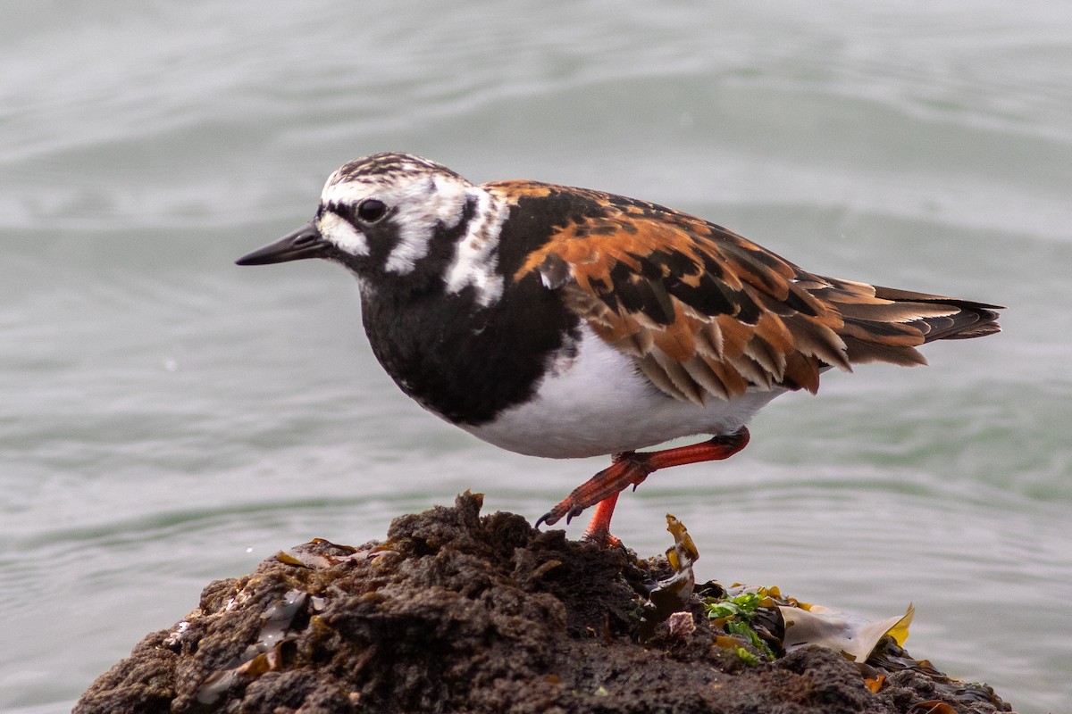 Ruddy Turnstone - Rob Fowler