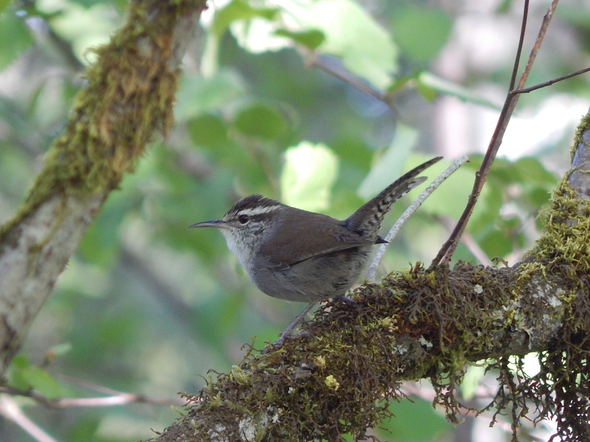 Bewick's Wren - Lawson Bishop