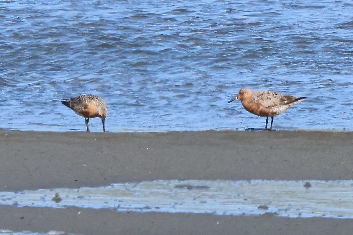 Red Knot - ML618386820