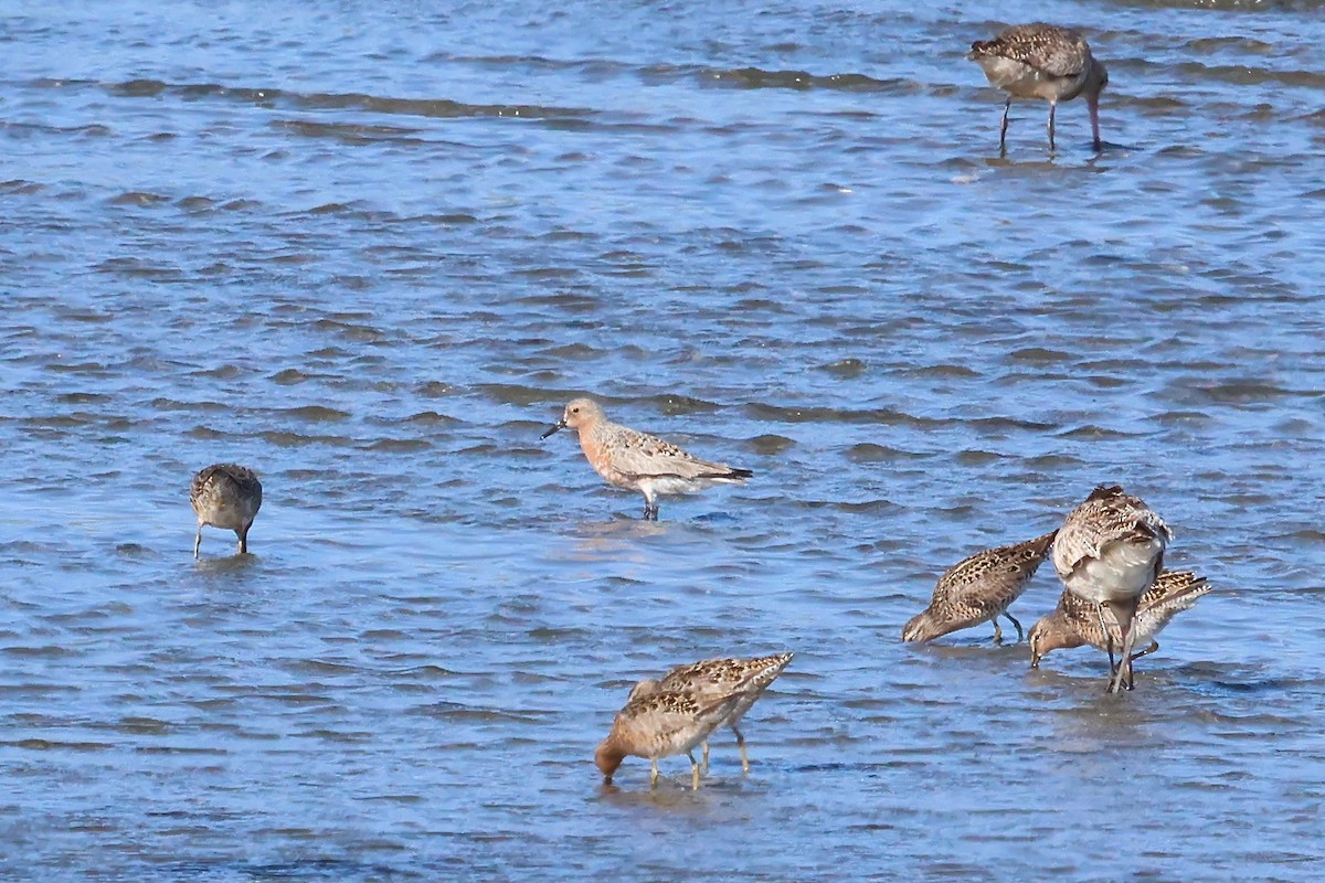 Red Knot - ML618386824