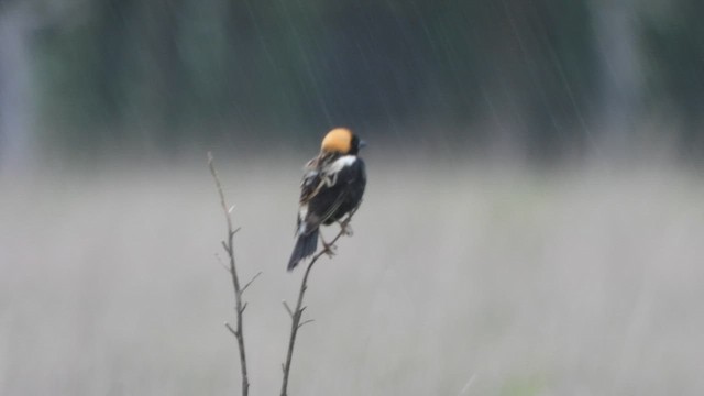 bobolink americký - ML618386828