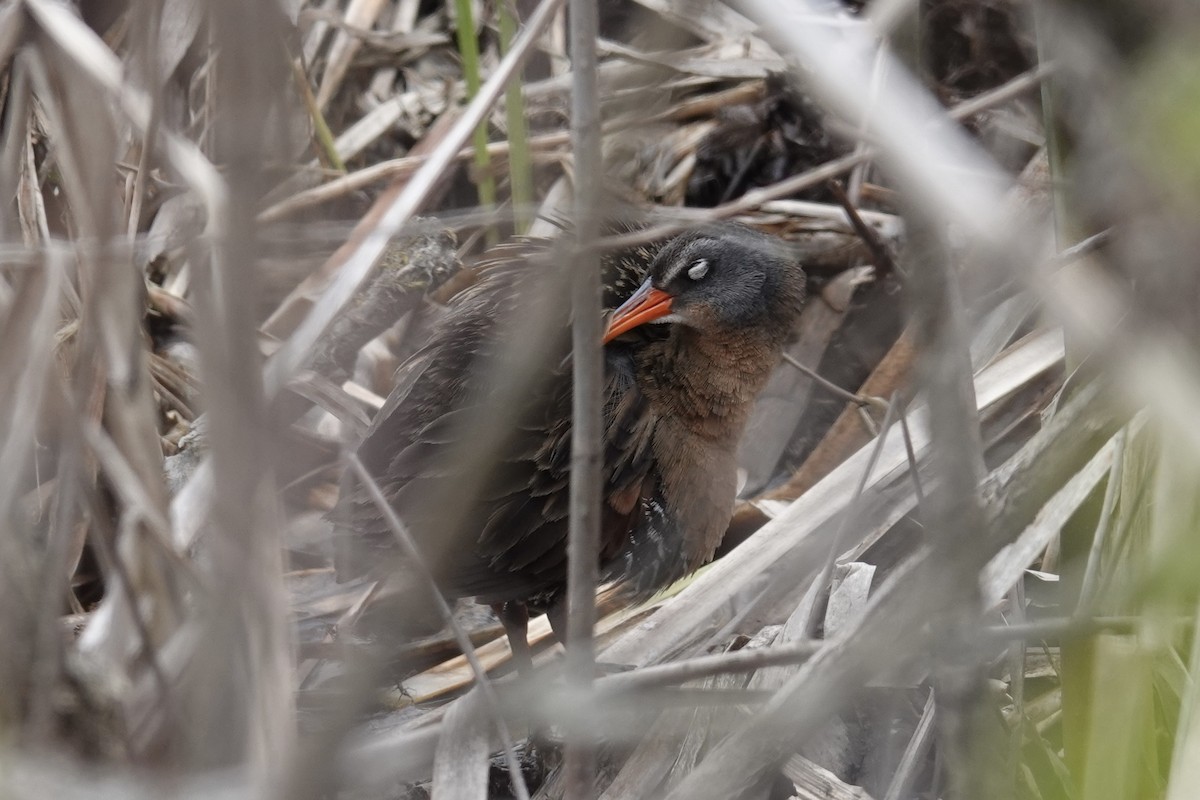 Virginia Rail - ML618386830