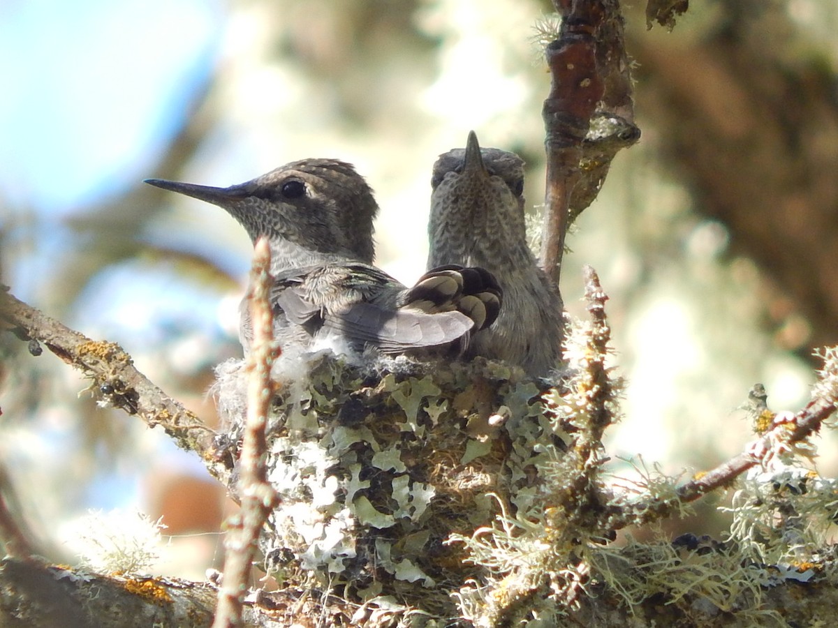 Anna's Hummingbird - Lawson Bishop