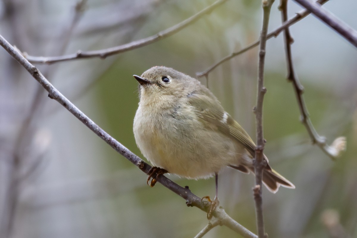 Ruby-crowned Kinglet - ML618386877